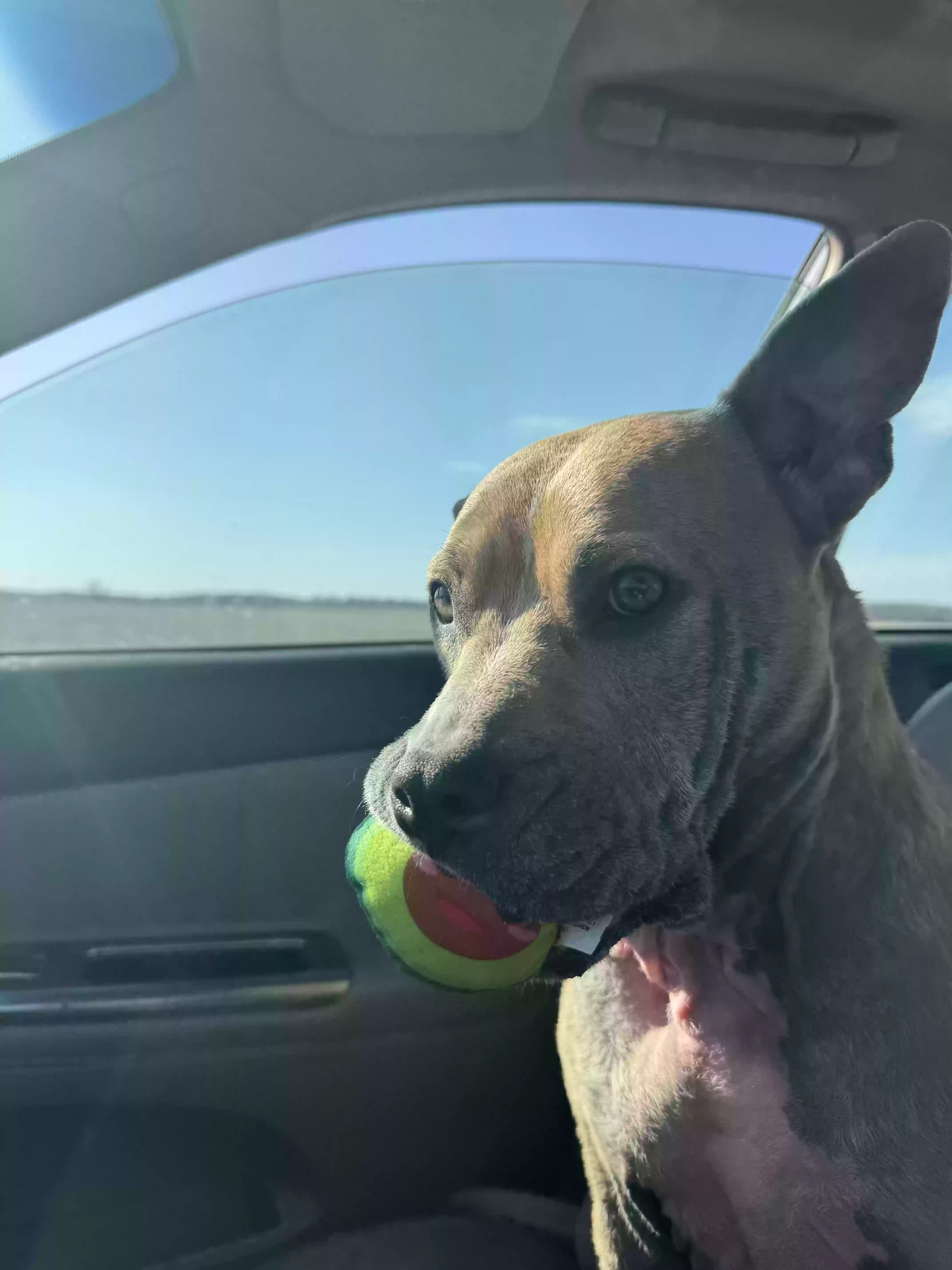 adoptable Dog in Normal,IL named Georgia Eileen