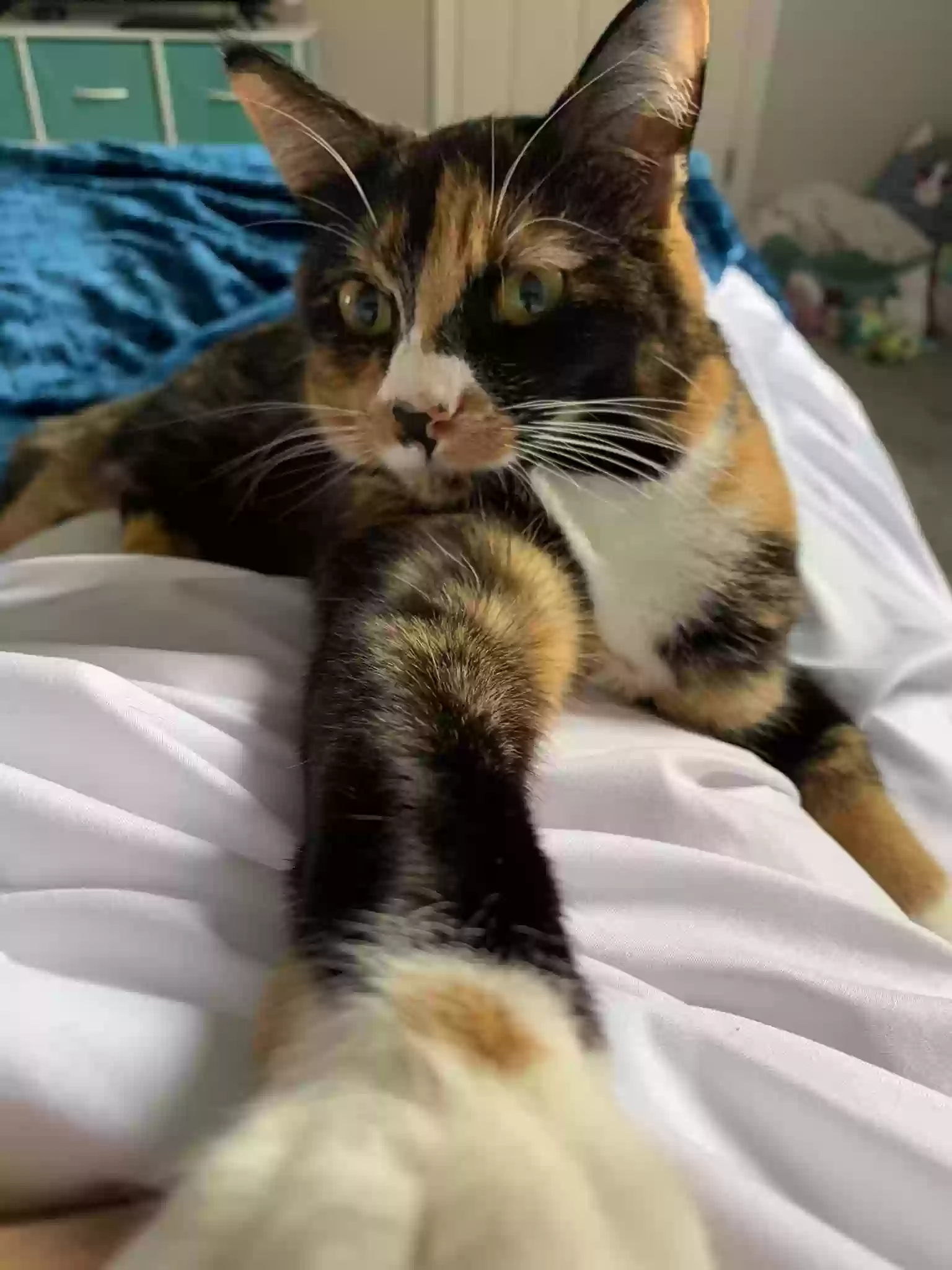 adoptable Cat in Cincinnati,OH named Billie