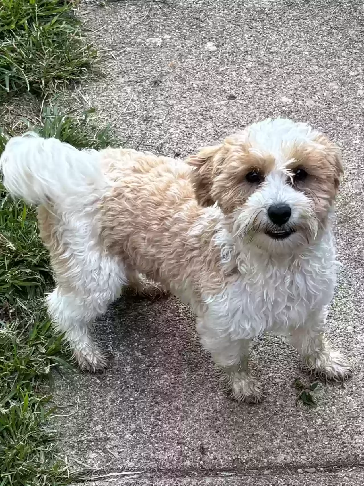 adoptable Dog in Fairfield,OH named Beau