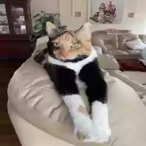 adoptable Cat in Manhattan Beach, CA named Callie