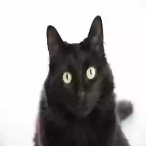 /images/pets/original/2136014_19320_IMG_0269.webp