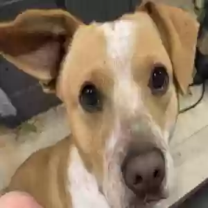 adoptable Dog in Lampasas, TX named Ruger