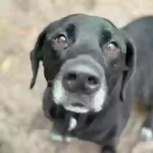 adoptable Dog in Greeley, CO named Sky