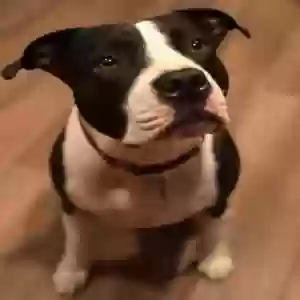 adoptable Dog in Corona, CA named Cali