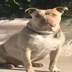adoptable Dog in Murrieta, CA named Tyson