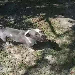 adoptable Dog in Augusta, GA named Dora