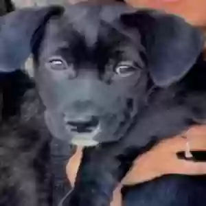adoptable Dog in Brockton, MA named Hershey
