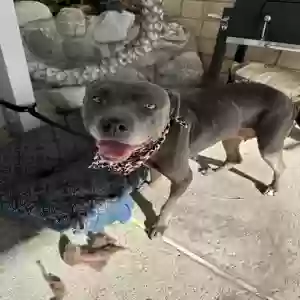 adoptable Dog in San Bernardino, CA named Lucy