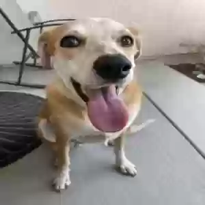 adoptable Dog in Winchester, CA named Bo