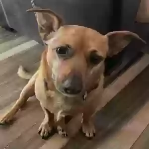 adoptable Dog in Corona, CA named Banner