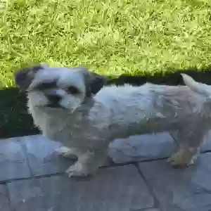 adoptable Dog in Merced, CA named Milo