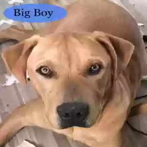 adoptable Dog in Apple Valley, CA named Big boy