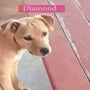 adoptable Dog in Apple Valley, CA named Diamond