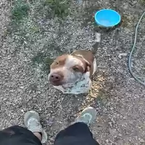 adoptable Dog in Prescott Valley, AZ named Dodge