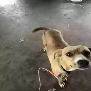 adoptable Dog in Deville, LA named Roxy