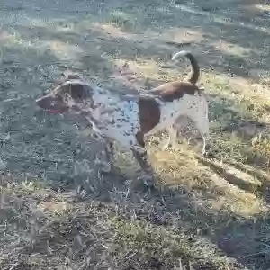adoptable Dog in Prescott Valley, AZ named Rain