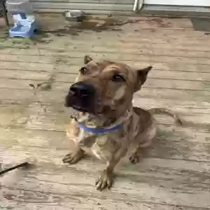 adoptable Dog in West Creek, NJ named Brooklyn