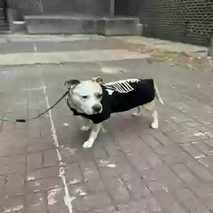 adoptable Dog in Brooklyn, NY named Bully