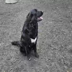 adoptable Dog in Boone, IA named Cheveyo
