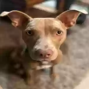 adoptable Dog in Rancho Cordova, CA named Chanelle