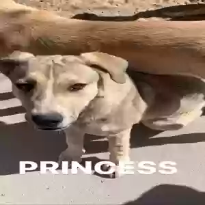 adoptable Dog in Lucerne Valley, CA named Princess
