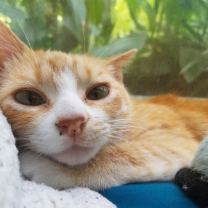 adoptable Cat in Oak Ridge, LA named Flower