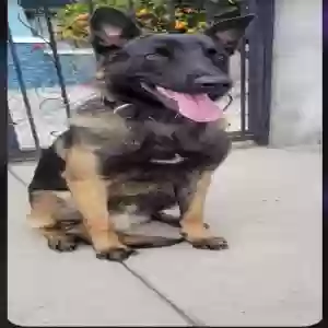 adoptable Dog in Fullerton, CA named Bandit