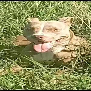 adoptable Dog in Millville, NJ named Nyla