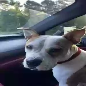 adoptable Dog in Warner Robins, GA named Rocco