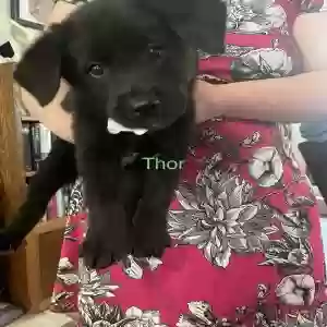 adoptable Dog in Kensett, AR named Thor