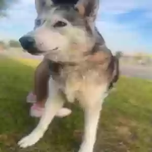 adoptable Dog in Warner Robins, GA named Unknown