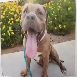 adoptable Dog in Peoria, AZ named Odin