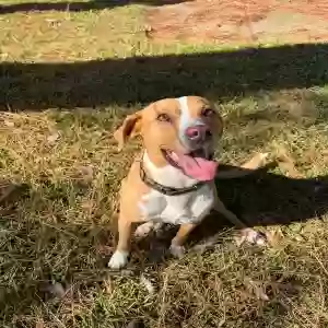 adoptable Dog in Little Rock, AR named Unknown