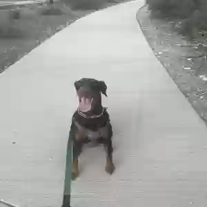 adoptable Dog in Buckeye, AZ named Stormy