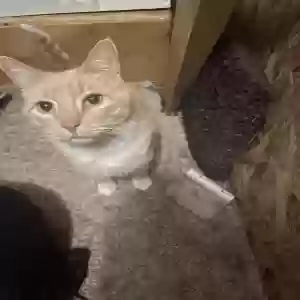 adoptable Cat in Aurora, CO named White stripe