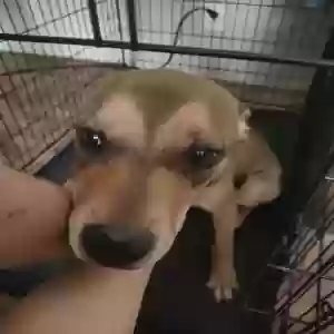 adoptable Dog in Glendale, AZ named Scooby