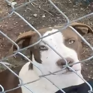 adoptable Dog in Amarillo, TX named Red