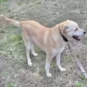 adoptable Dog in Boaz, AL named Buddy