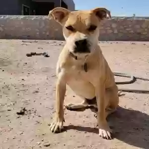 adoptable Dog in El Paso, TX named Samuel