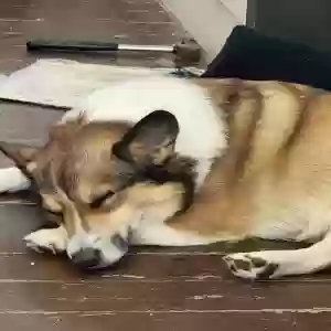 adoptable Dog in Richland Center, WI named Duke