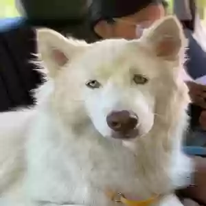 adoptable Dog in North Salt Lake, UT named Loki