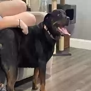 adoptable Dog in Boyertown, PA named Iris