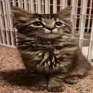 adoptable Cat in Keyser, WV named Kittens