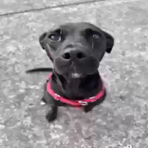 adoptable Dog in Oxford, OH named Lily