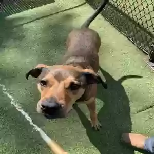 adoptable Dog in Holly Springs, NC named Max