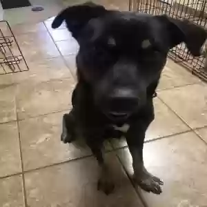 adoptable Dog in El Paso, TX named Akira