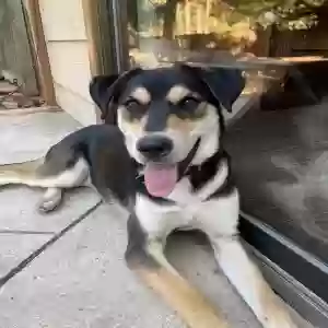 adoptable Dog in Sun City, CA named Arrow