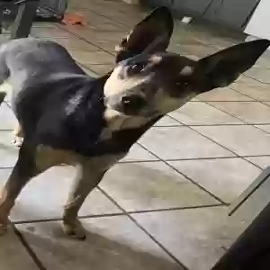 adoptable Dog in El Paso, TX named Mocha