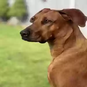 adoptable Dog in Farmington, WV named Unknown