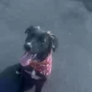 adoptable Dog in Fullerton, CA named Louise
